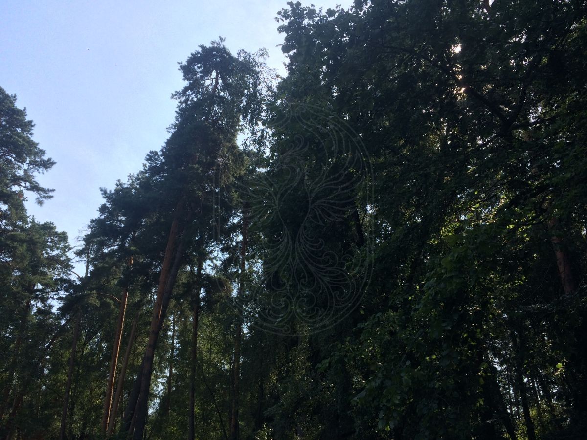 Земельный участок в КП Грибово - фото 2