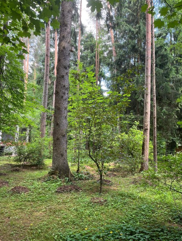 Лесной участок в поселке Новая Деревня - фото 4