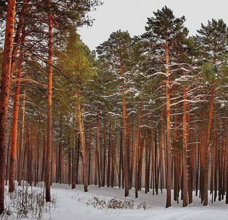 Лесной участок - фото 2