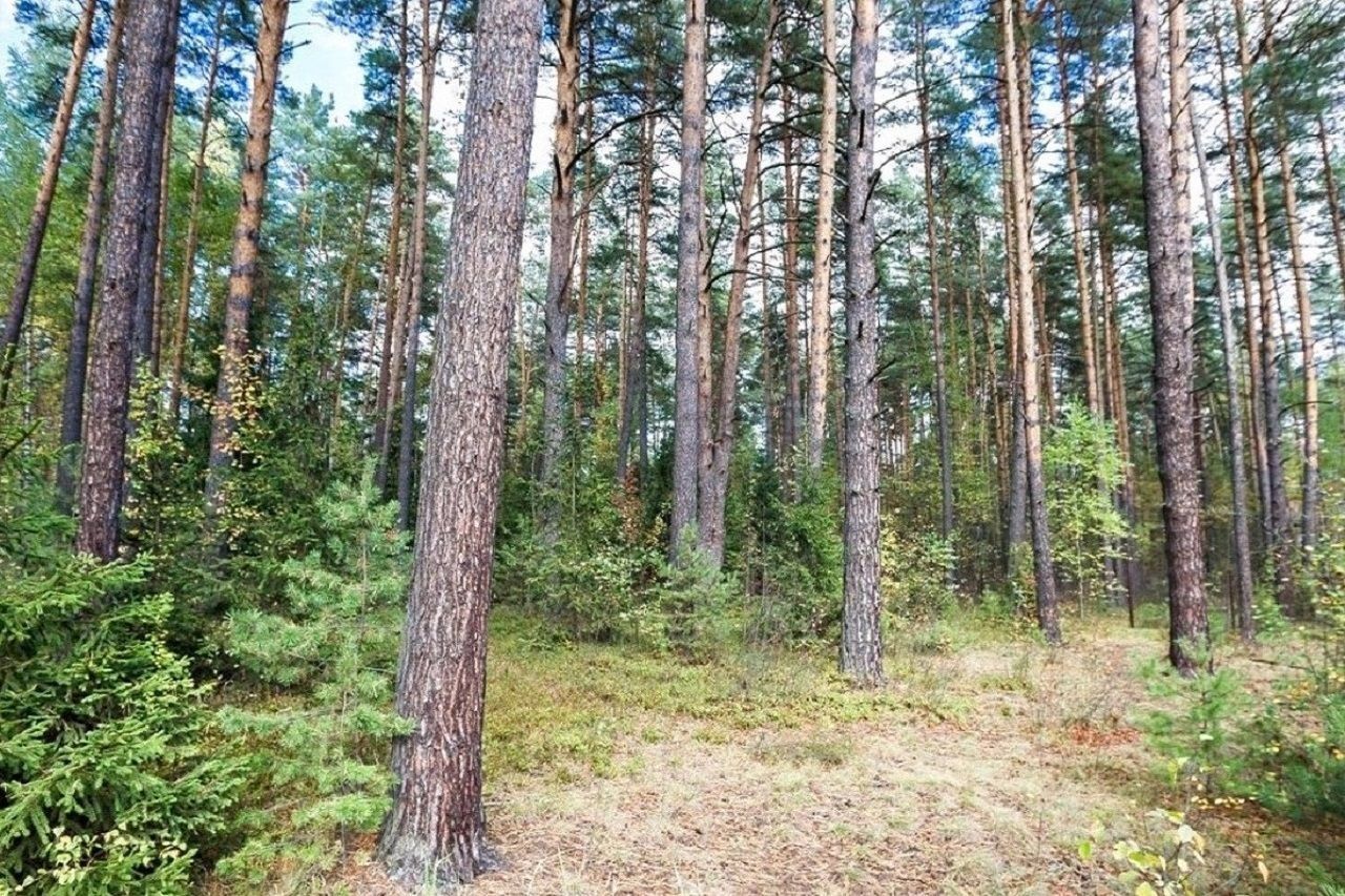 Лесной участок