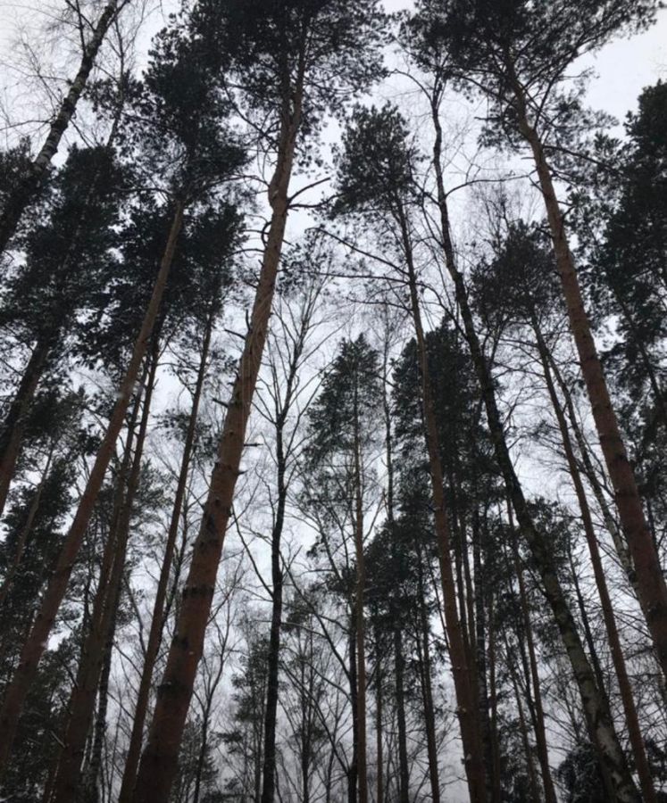 Лесной участок в КП Никольская слобода