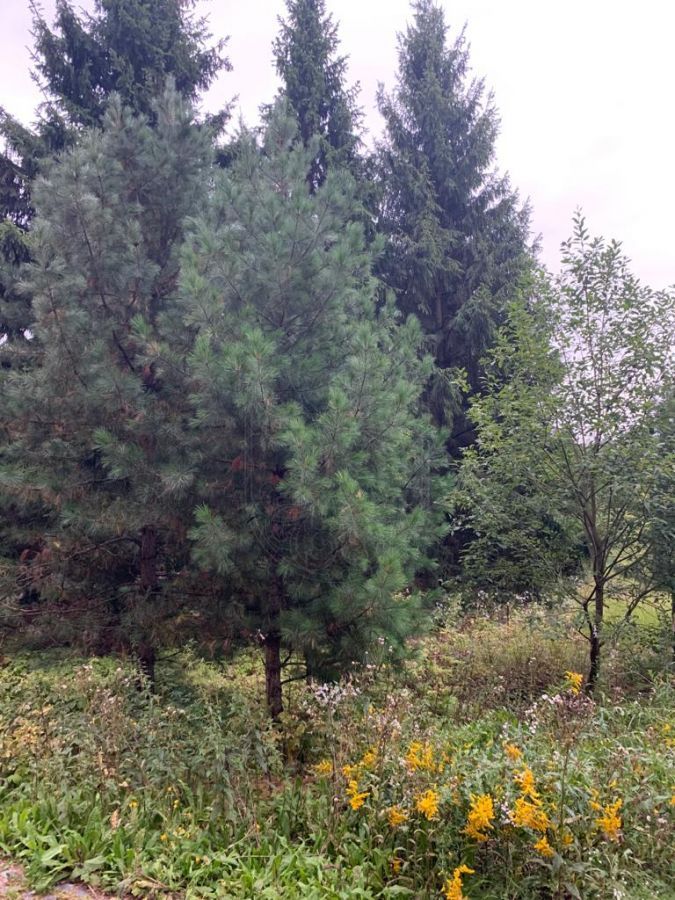 Большой участок в престижном месте - фото 3