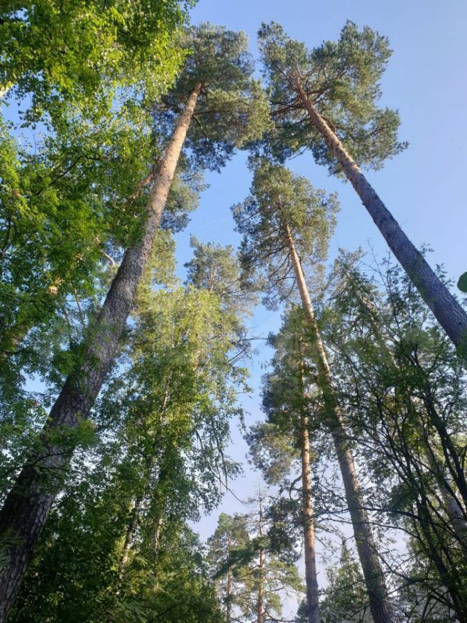 Лесной участок в КП Никологорский - фото 2